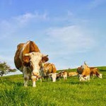 https://cloudpearlerp.com/uploaded_files/tn_YBHkmpZk/thumb_cache/thumb_150_150_animal-ingredeints.jpg
