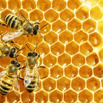 https://cloudpearlerp.com/uploaded_files/tn_YBHkmpZk/thumb_cache/thumb_150_150_ingredients_bee1.jpg
